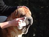NETTOYAGE PLIS - SHAR PEI 021
